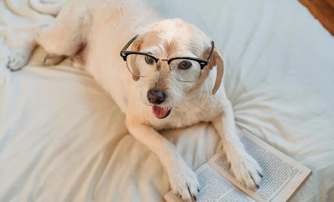 before you get a puppy, read this