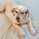 before you get a puppy, read this