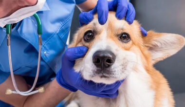 enhancing canine health