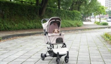 making errands fun for your furry companion