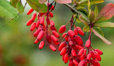 berberine