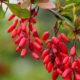 berberine