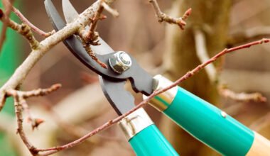 late summer tree pruning