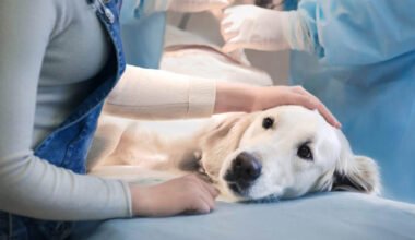 navigating pet emergencies