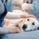 navigating pet emergencies