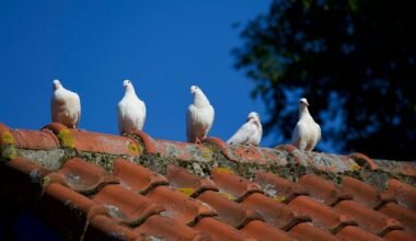 top 6 roofing materials for your dream home