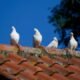 top 6 roofing materials for your dream home