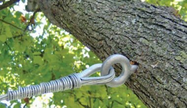 tree might need cabling or bracing