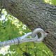 tree might need cabling or bracing