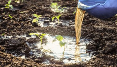 using organic liquid fertiliser