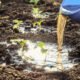 using organic liquid fertiliser