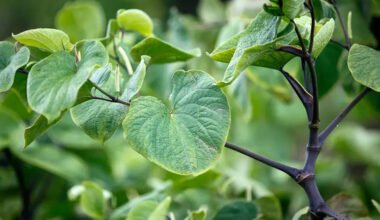 cardiovascular benefits of kava