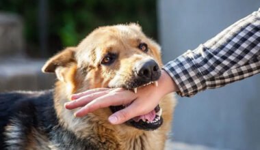 dog bites