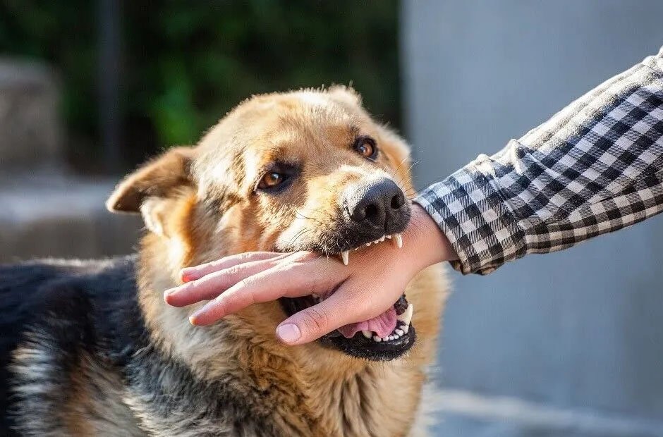 dog bites
