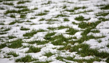 the hidden damage winter leaves behind in your yard