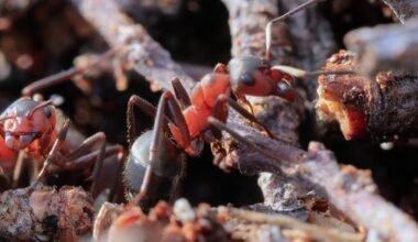 managing house pests in the carolinas