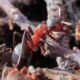 managing house pests in the carolinas
