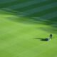 top 6 lawn problems britons ignore for too long
