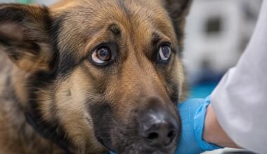 when pets need more than routine care