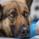 when pets need more than routine care