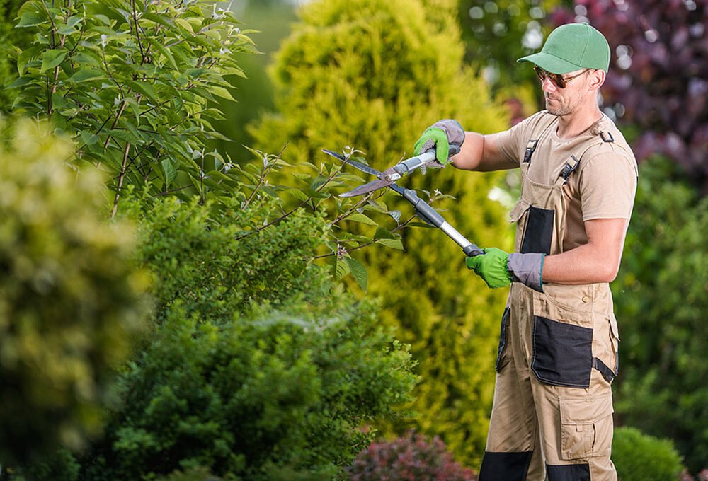 how to choose the right tree services for your property
