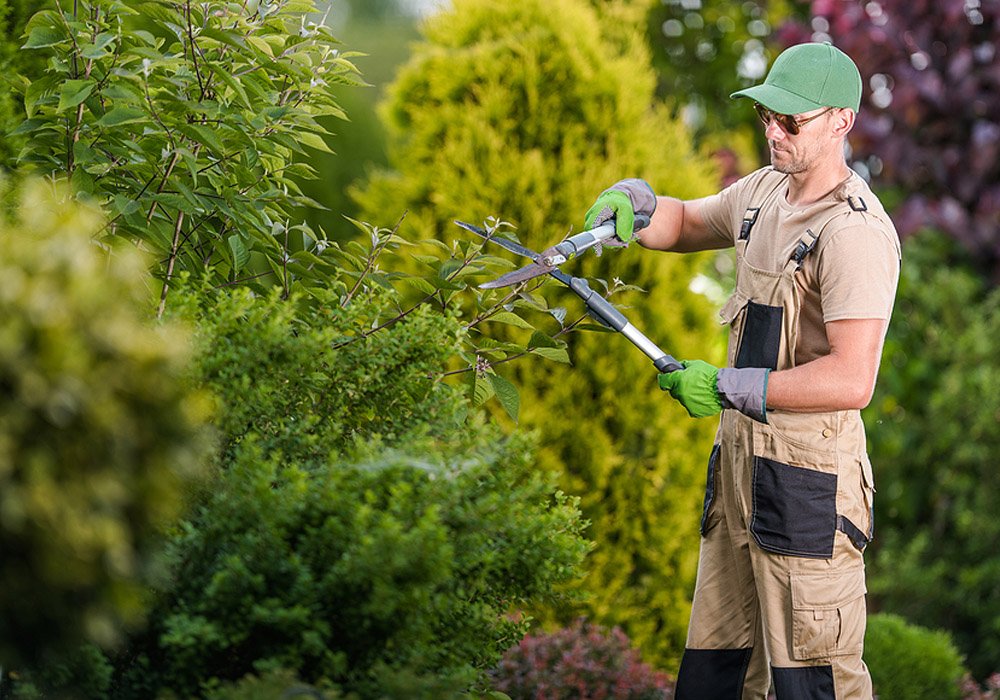 how to choose the right tree services for your property